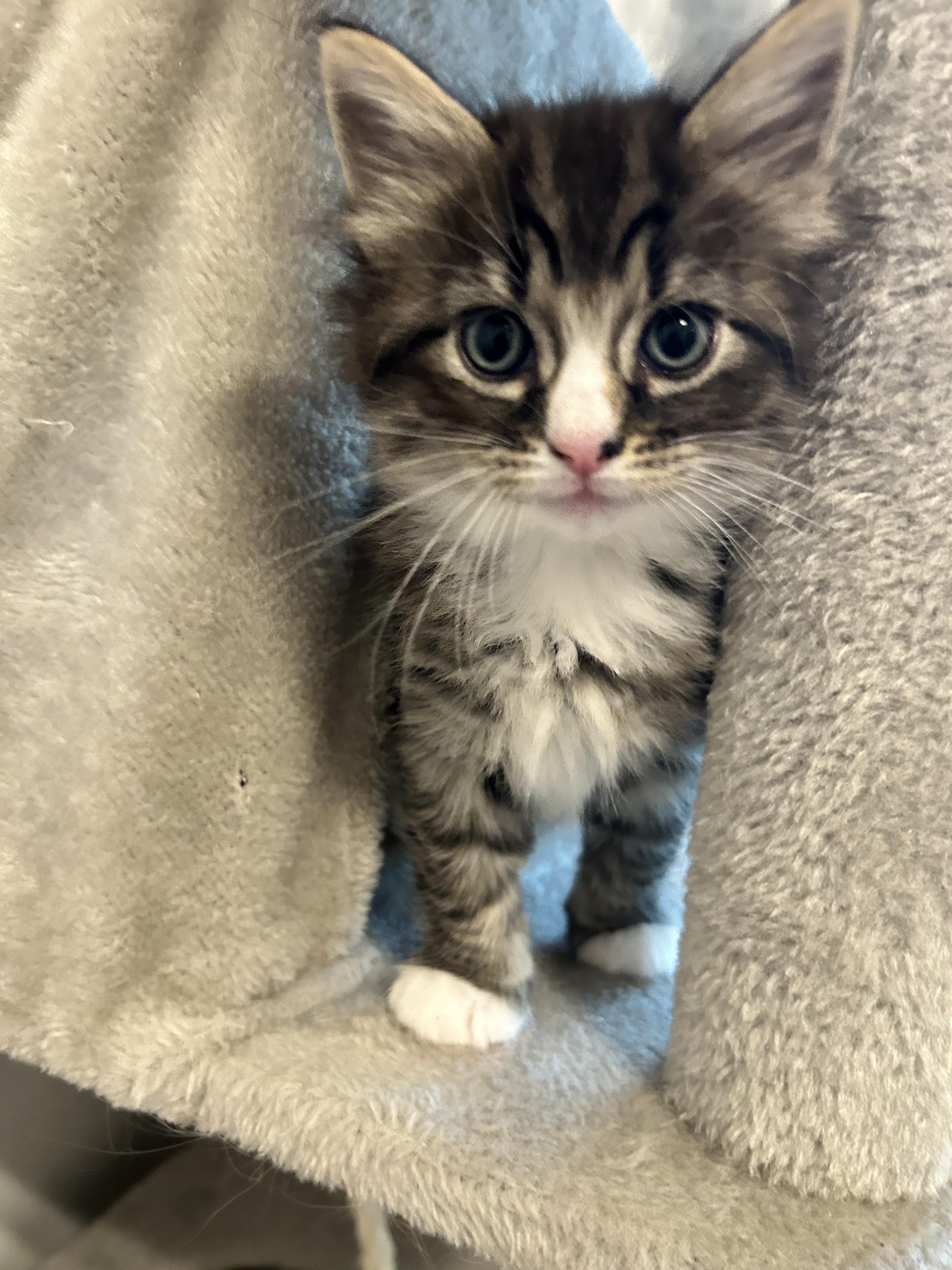 Clara, a ADOPTABLE Domestic Medium Hair in Sanford, NC image 2/4