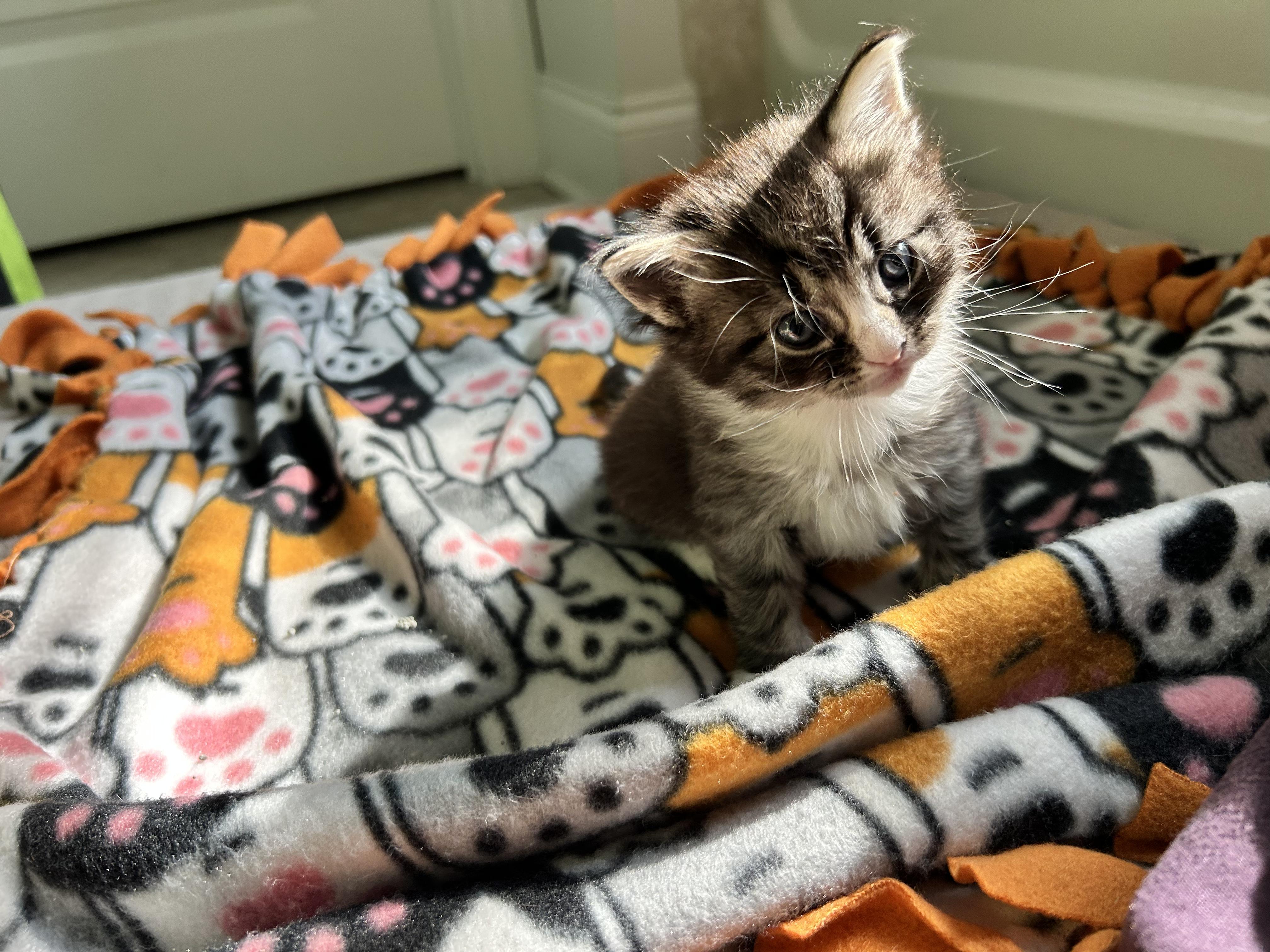 Clara, a ADOPTABLE Domestic Medium Hair in Sanford, NC image 4/4