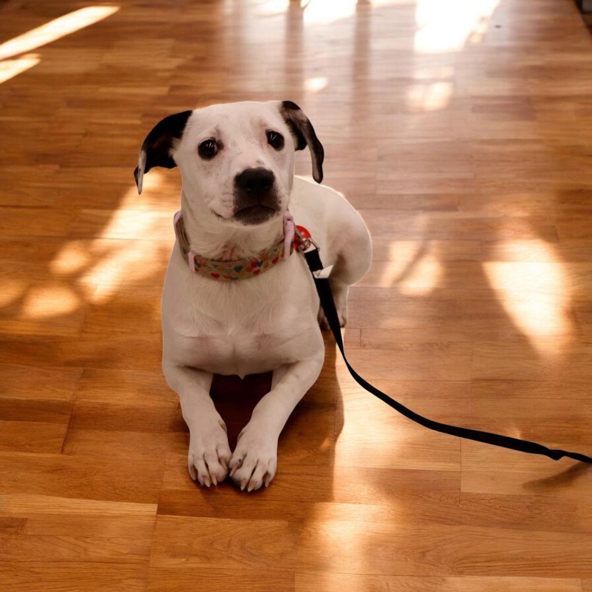 Marie, Adoptable, Young Female Jack Russell Terrier.