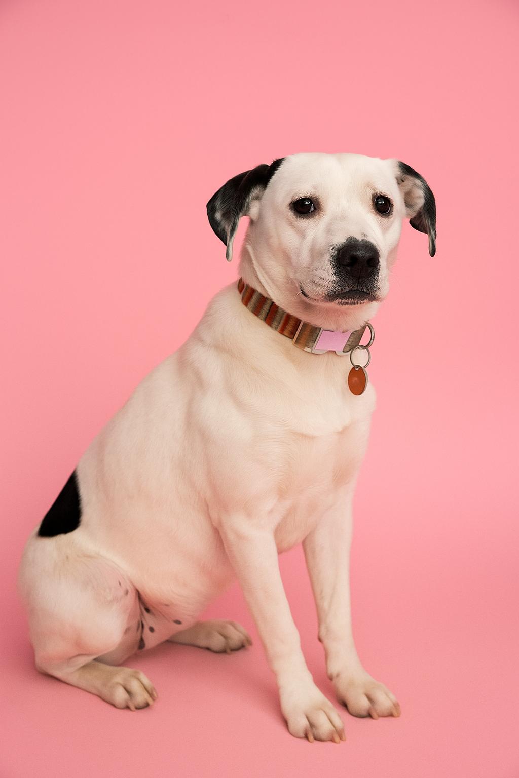 Marie, Adoptable, Young Female Jack Russell Terrier.