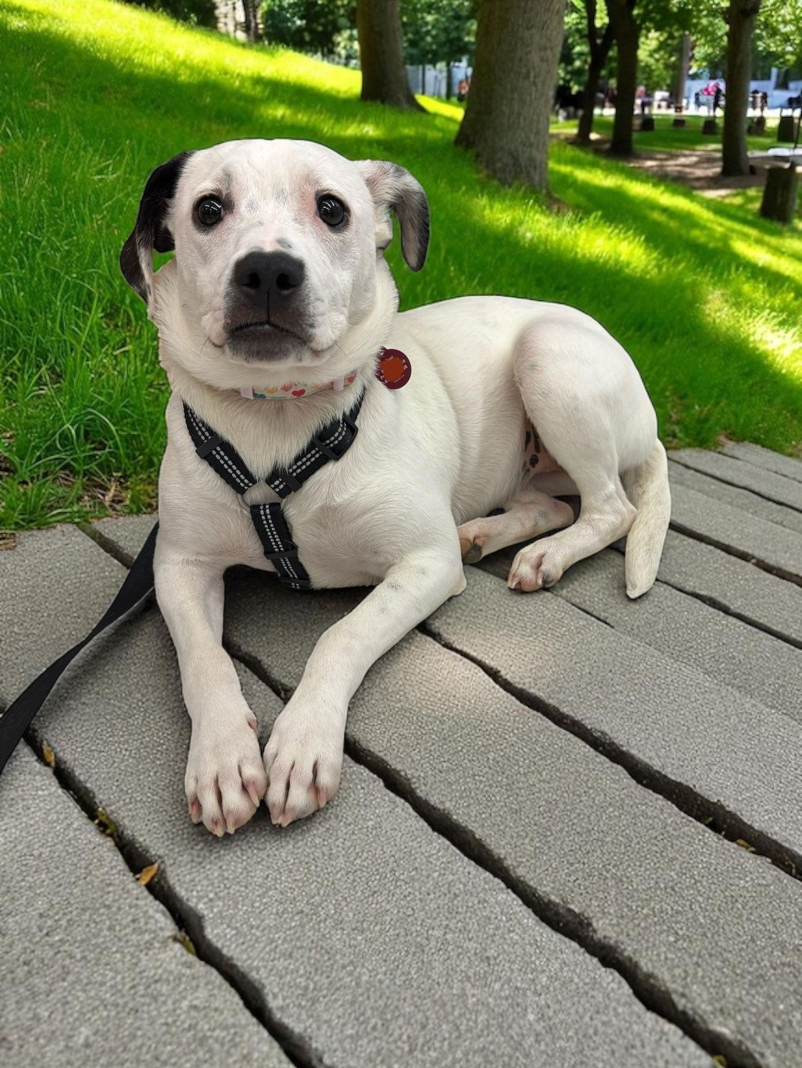 Marie, a Adoptable Jack Russell Terrier in Nashville, TN image 3/3