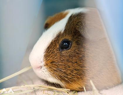 Sharky, Adoptable, Adult Male Guinea Pig & Guinea Pig.