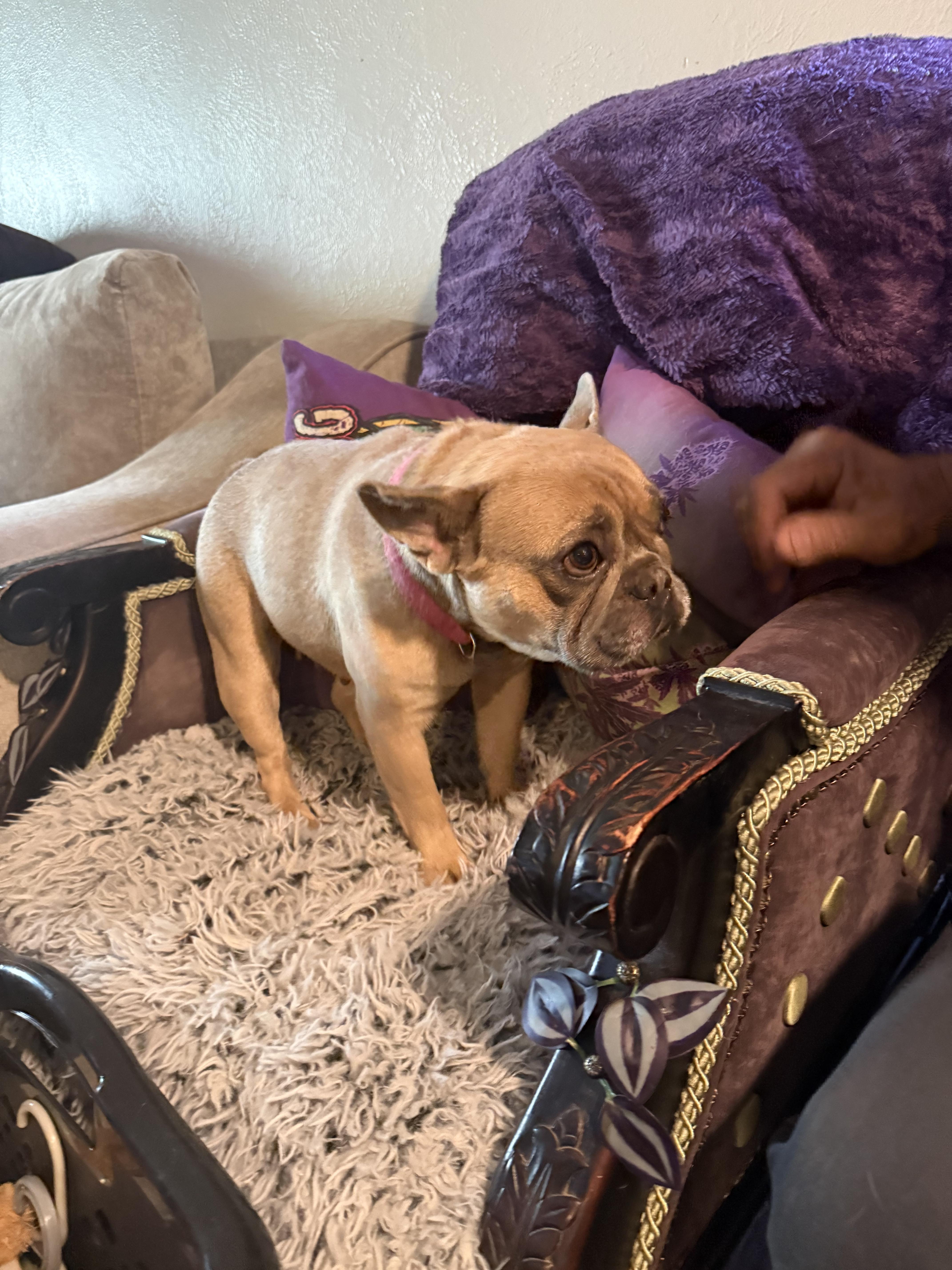 Heidi, Adoptable, Adult Female French Bulldog.