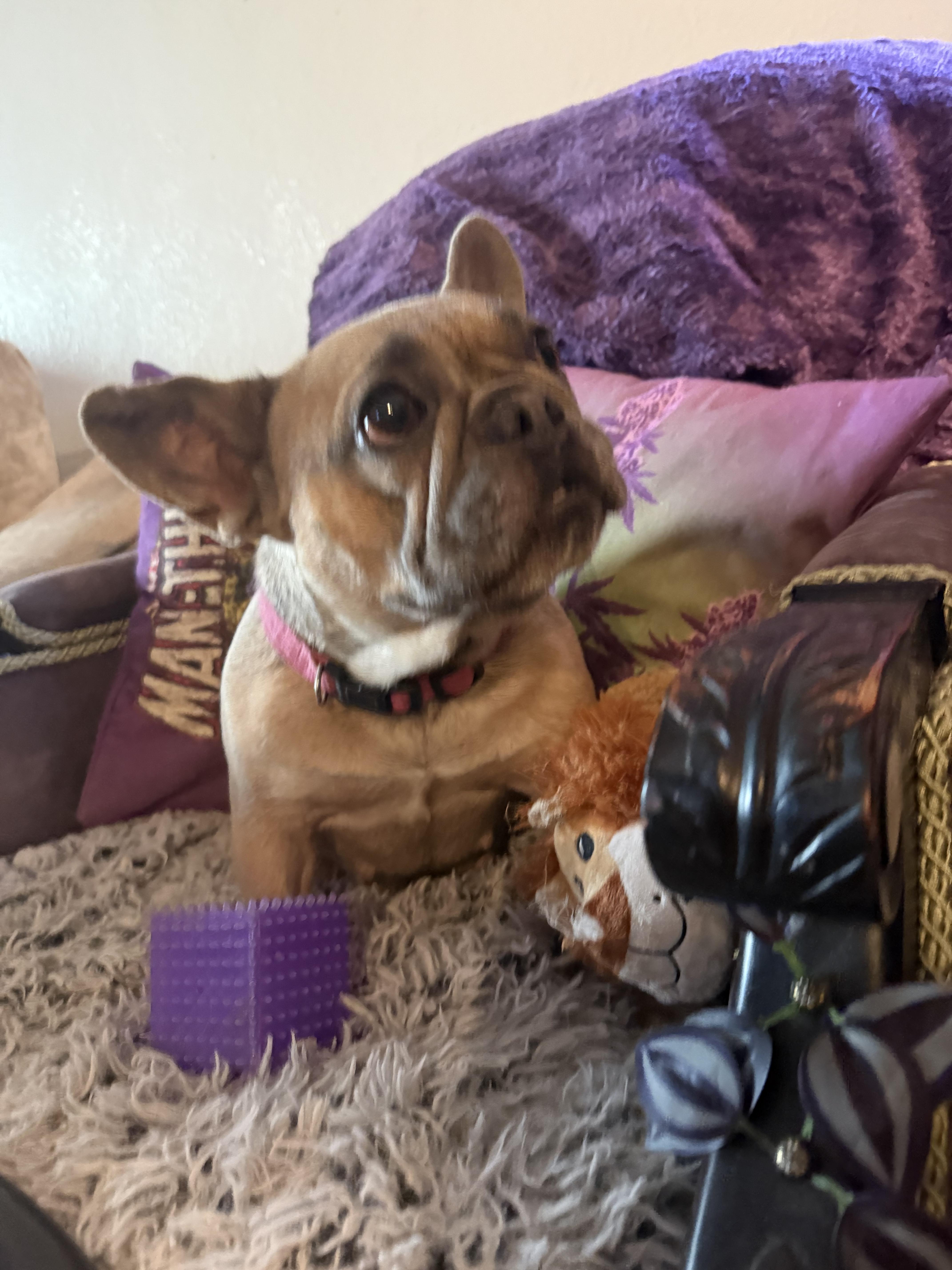 Enlarge Heidi, a Adoptable French Bulldog in Mesa, AZ image 2/5