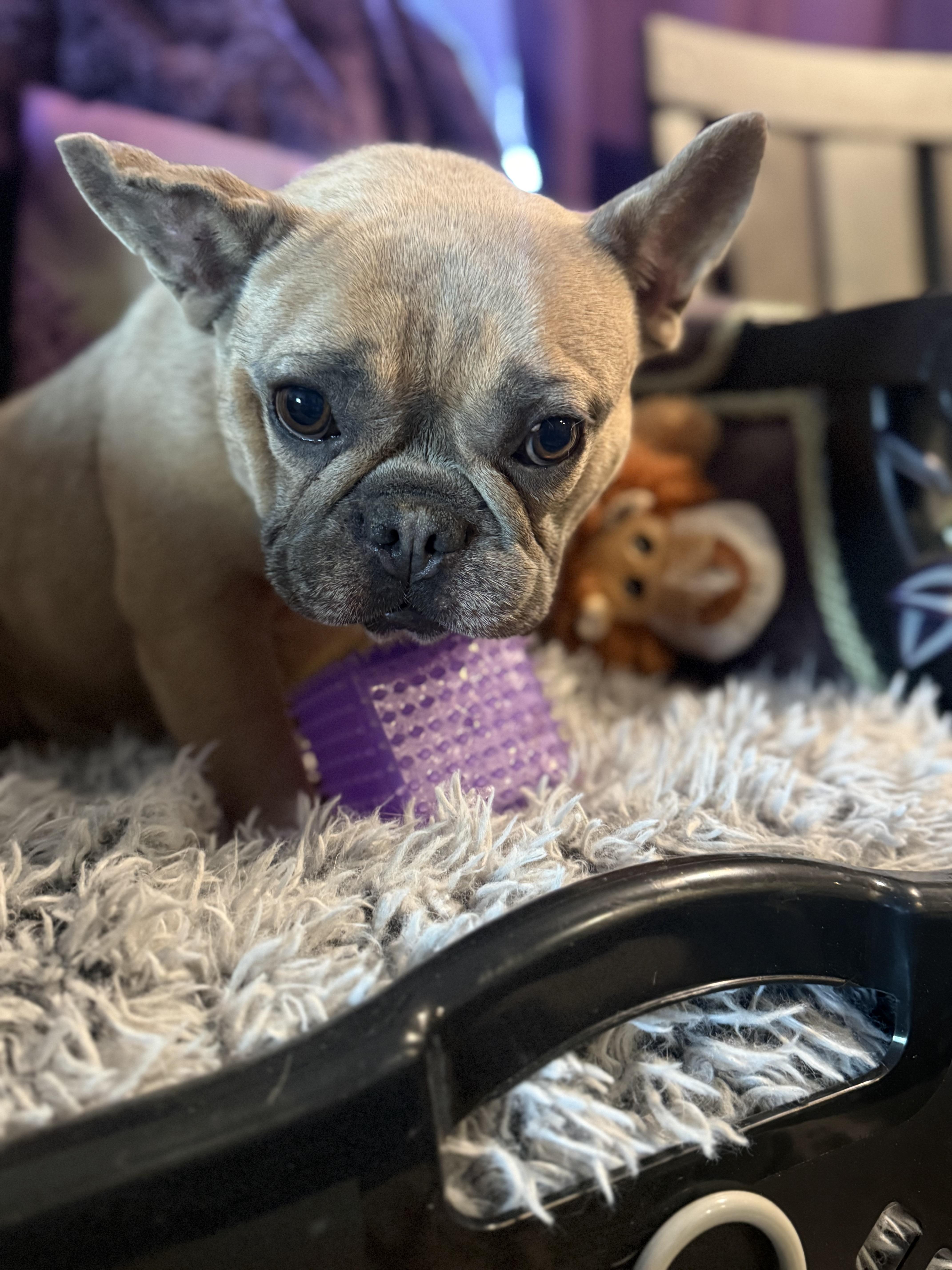 Enlarge Heidi, a Adoptable French Bulldog in Mesa, AZ image 3/5