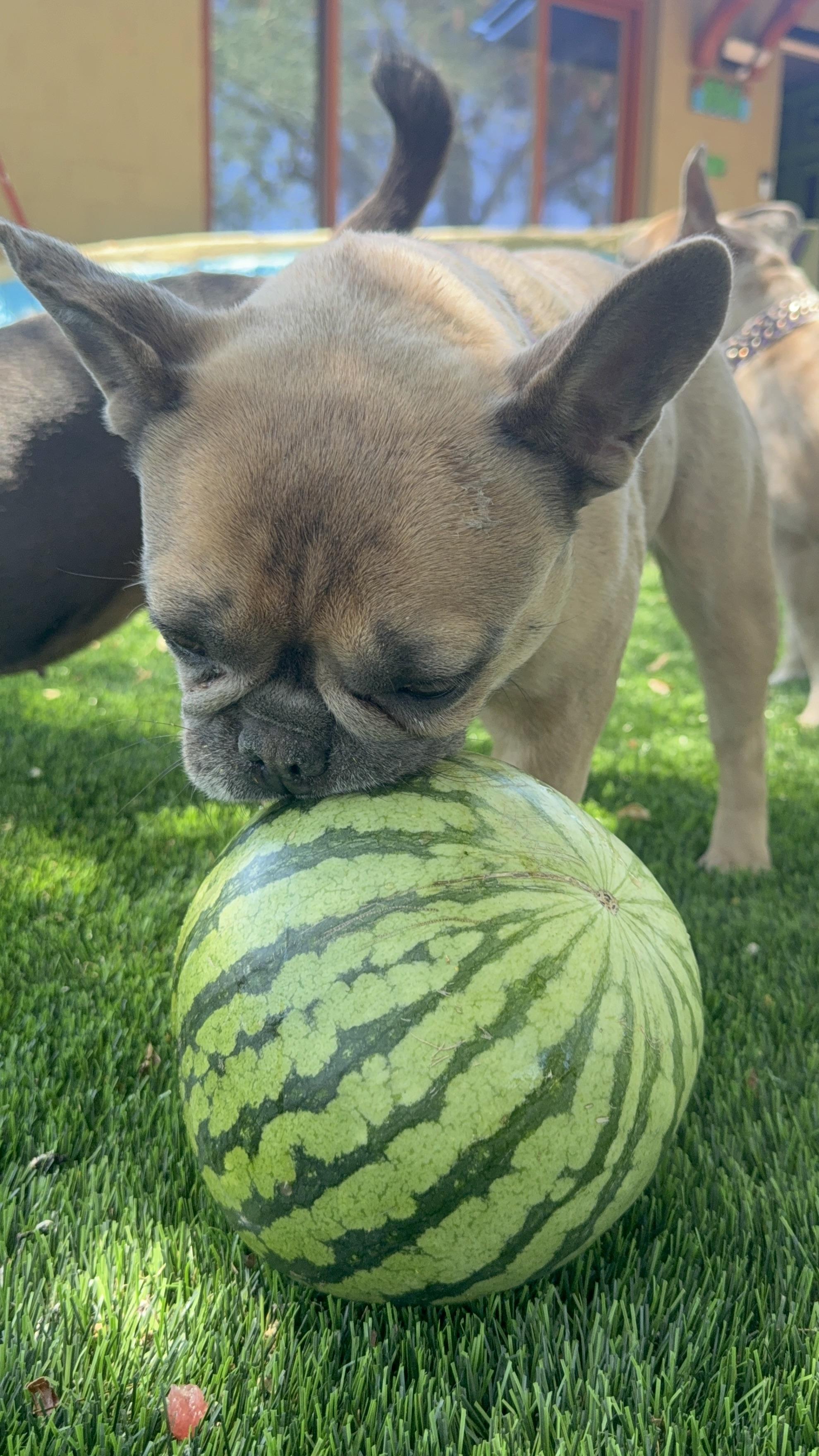 Enlarge Heidi, a Adoptable French Bulldog in Mesa, AZ image 3/6