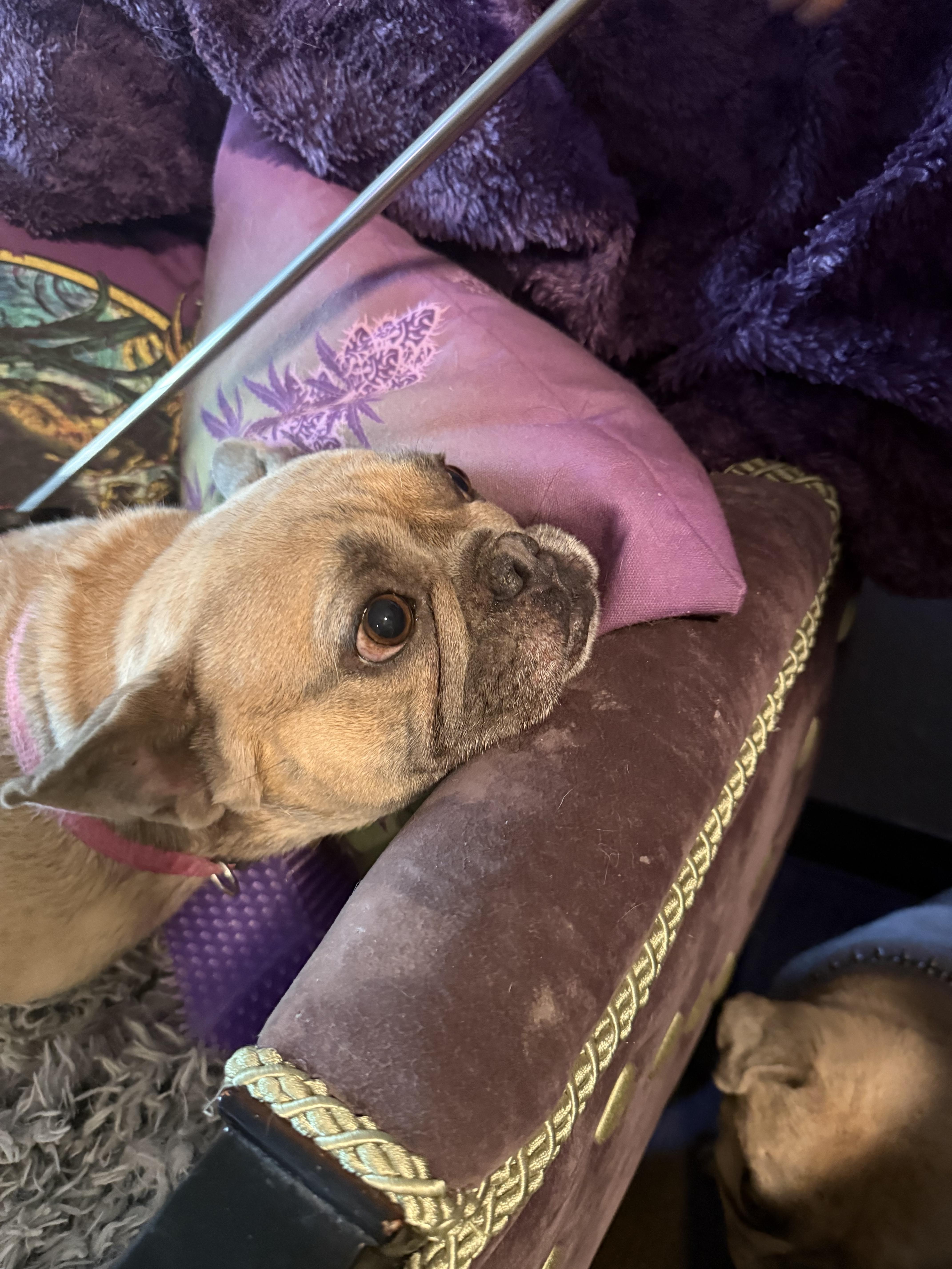 Enlarge Heidi, a Adoptable French Bulldog in Mesa, AZ image 4/5