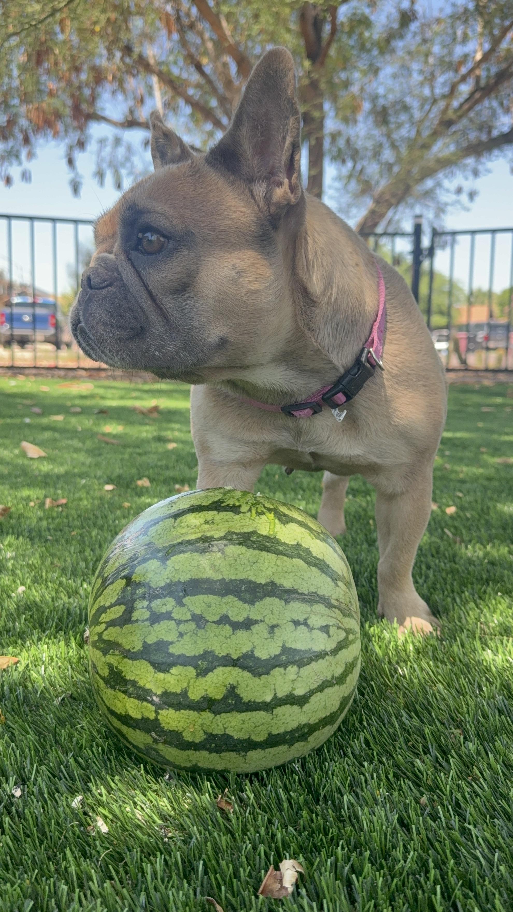 Enlarge Heidi, a Adoptable French Bulldog in Mesa, AZ image 5/6