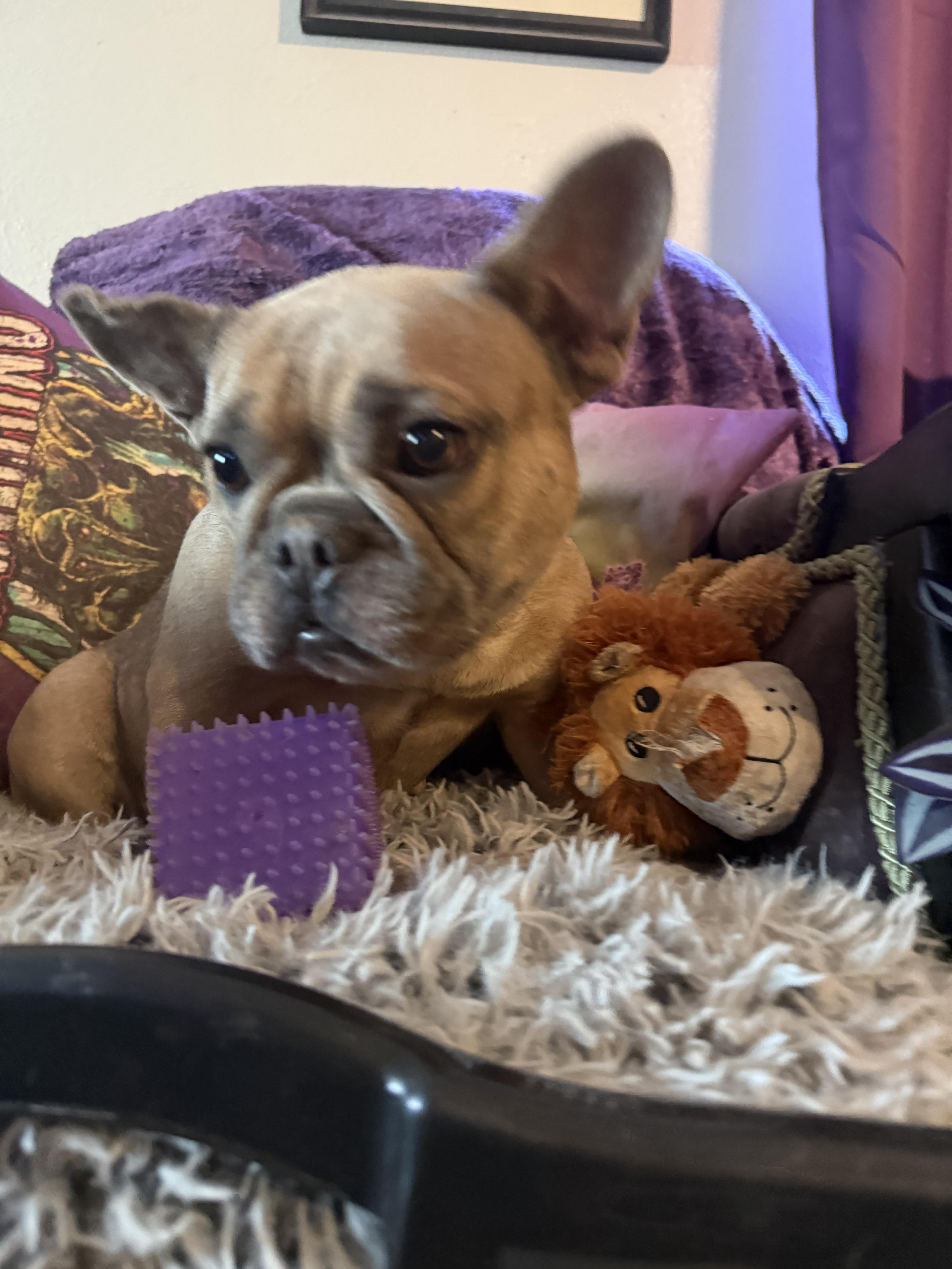 Enlarge Heidi, a Adoptable French Bulldog in Mesa, AZ image 5/5