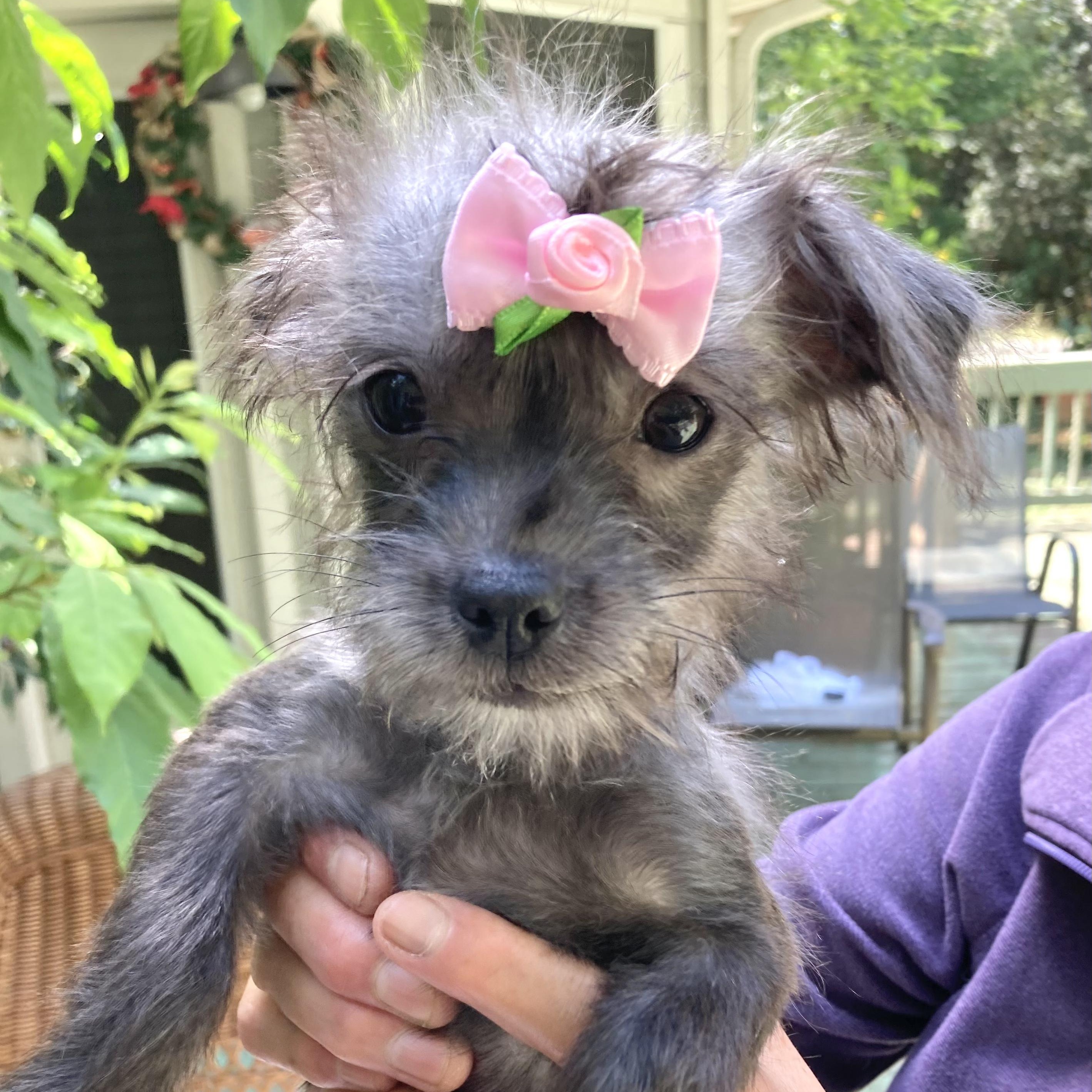 Sasha, Adoptable, Puppy Female Shih Tzu & Terrier.