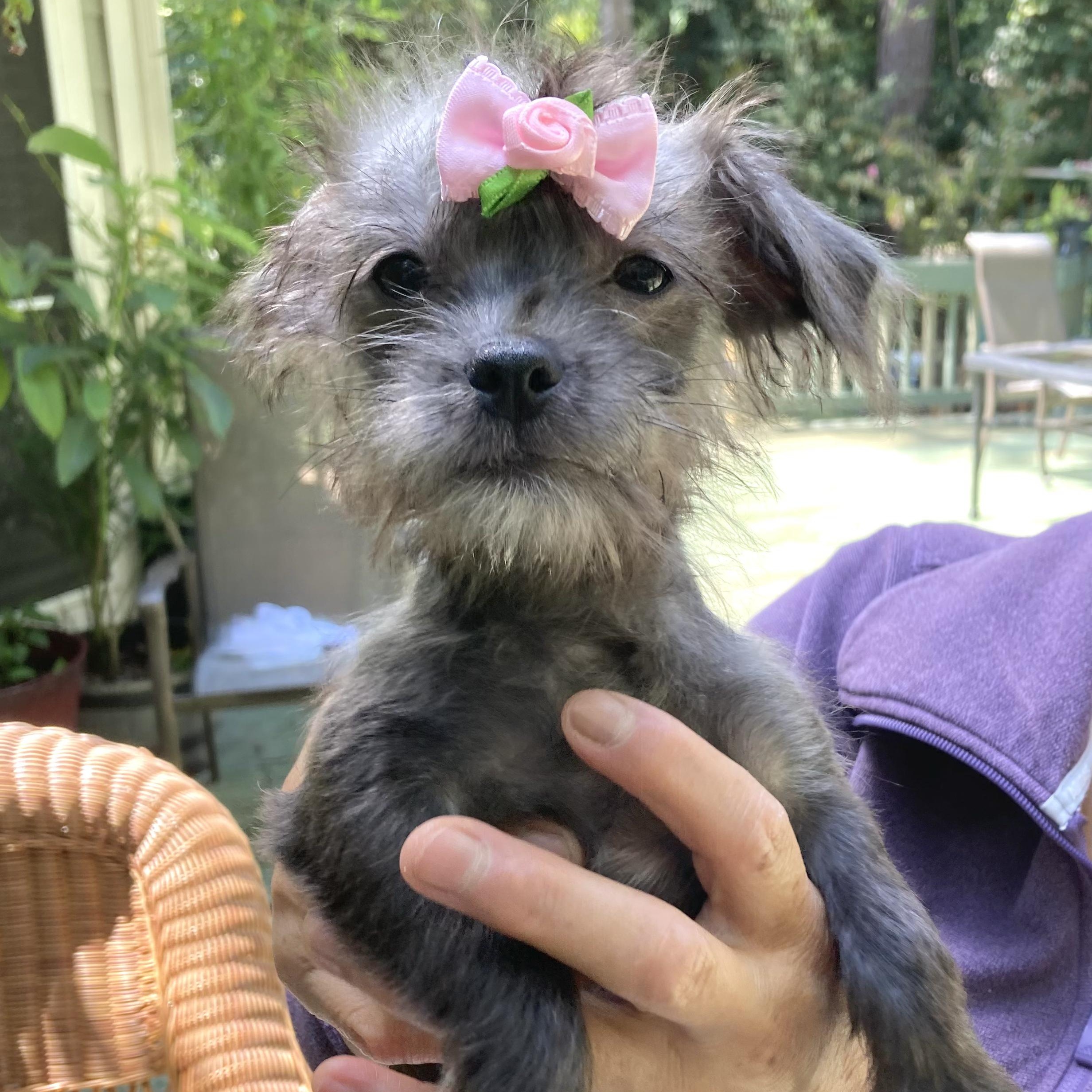 Enlarge Sasha, a Adoptable mixed breed in Grapevine, TX image 2/2