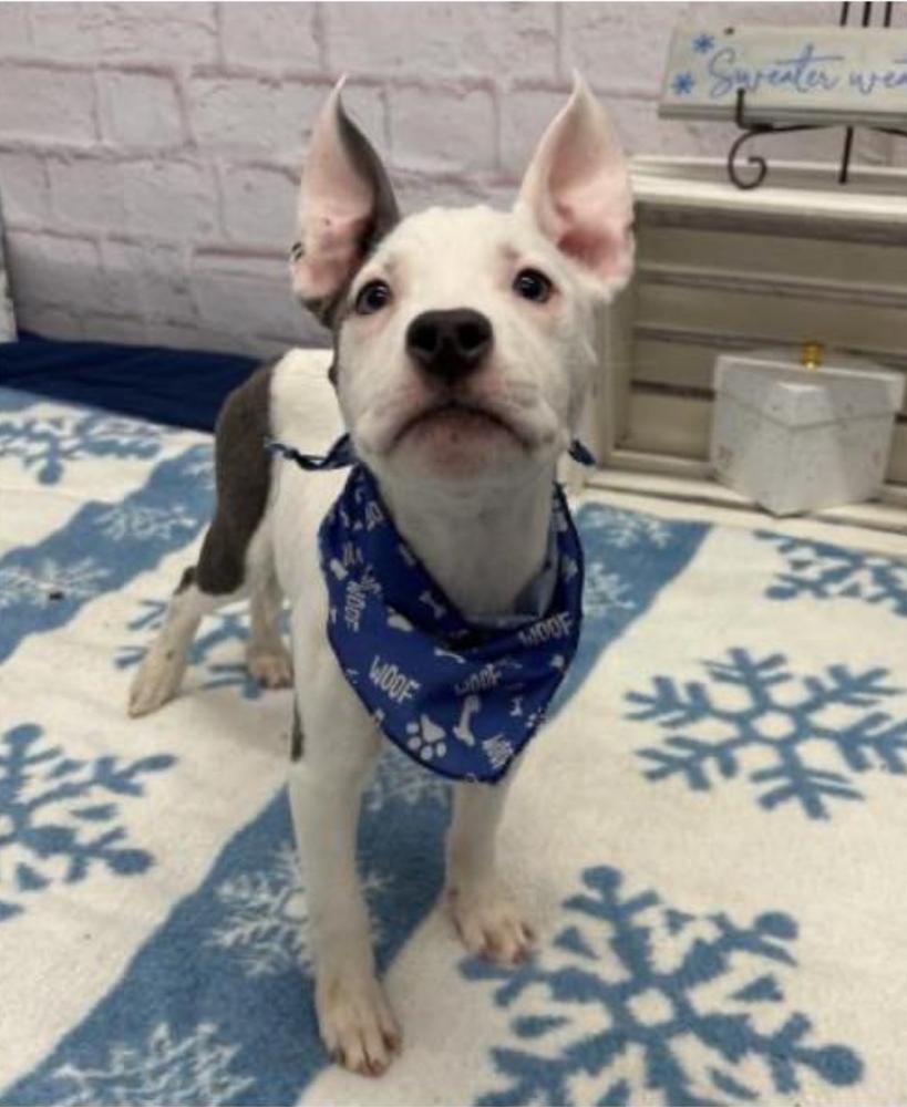 Dorow, ADOPTABLE, Puppy Male Pit Bull Terrier.