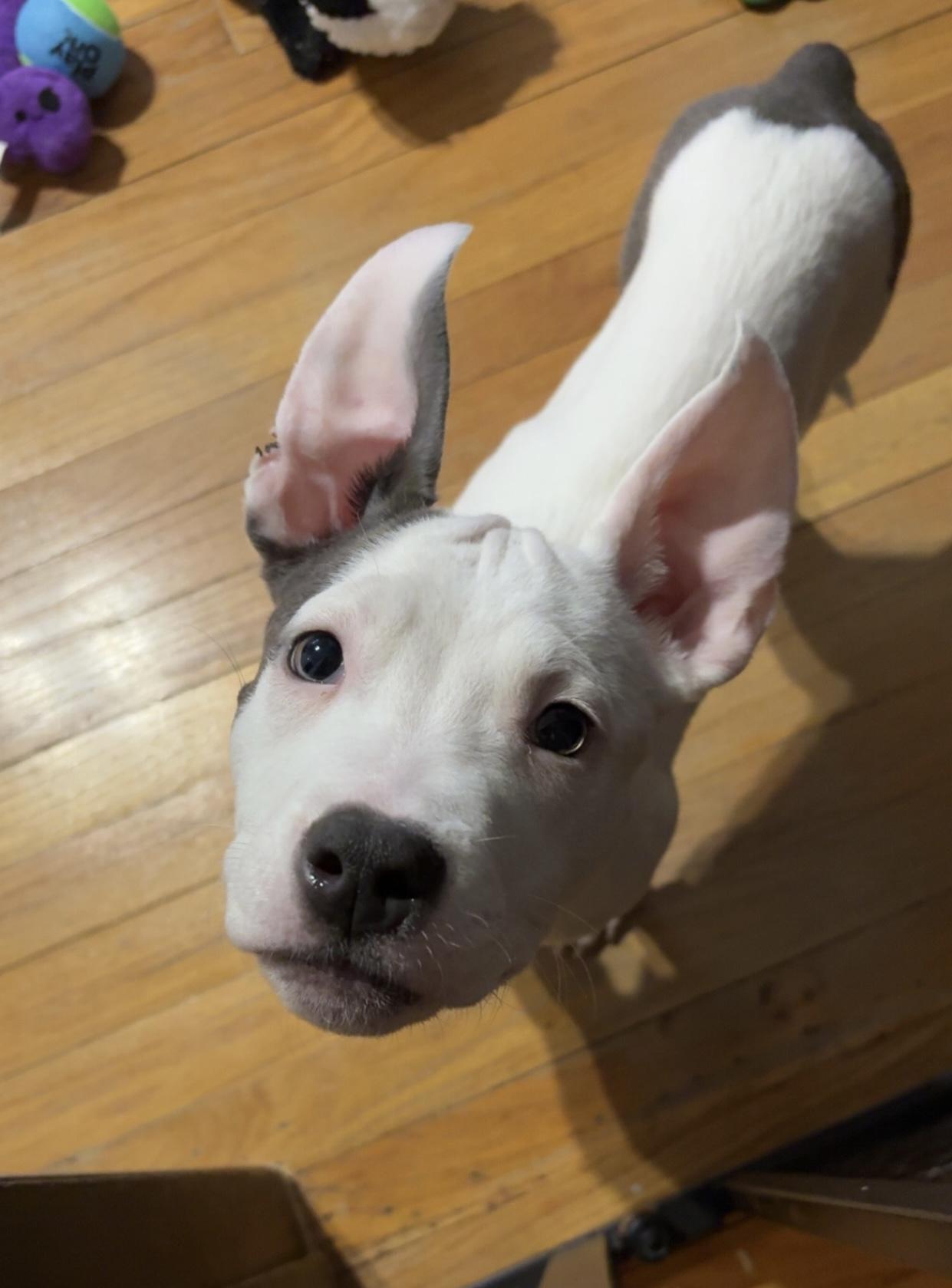 Dorow, ADOPTABLE, Puppy Male Pit Bull Terrier.