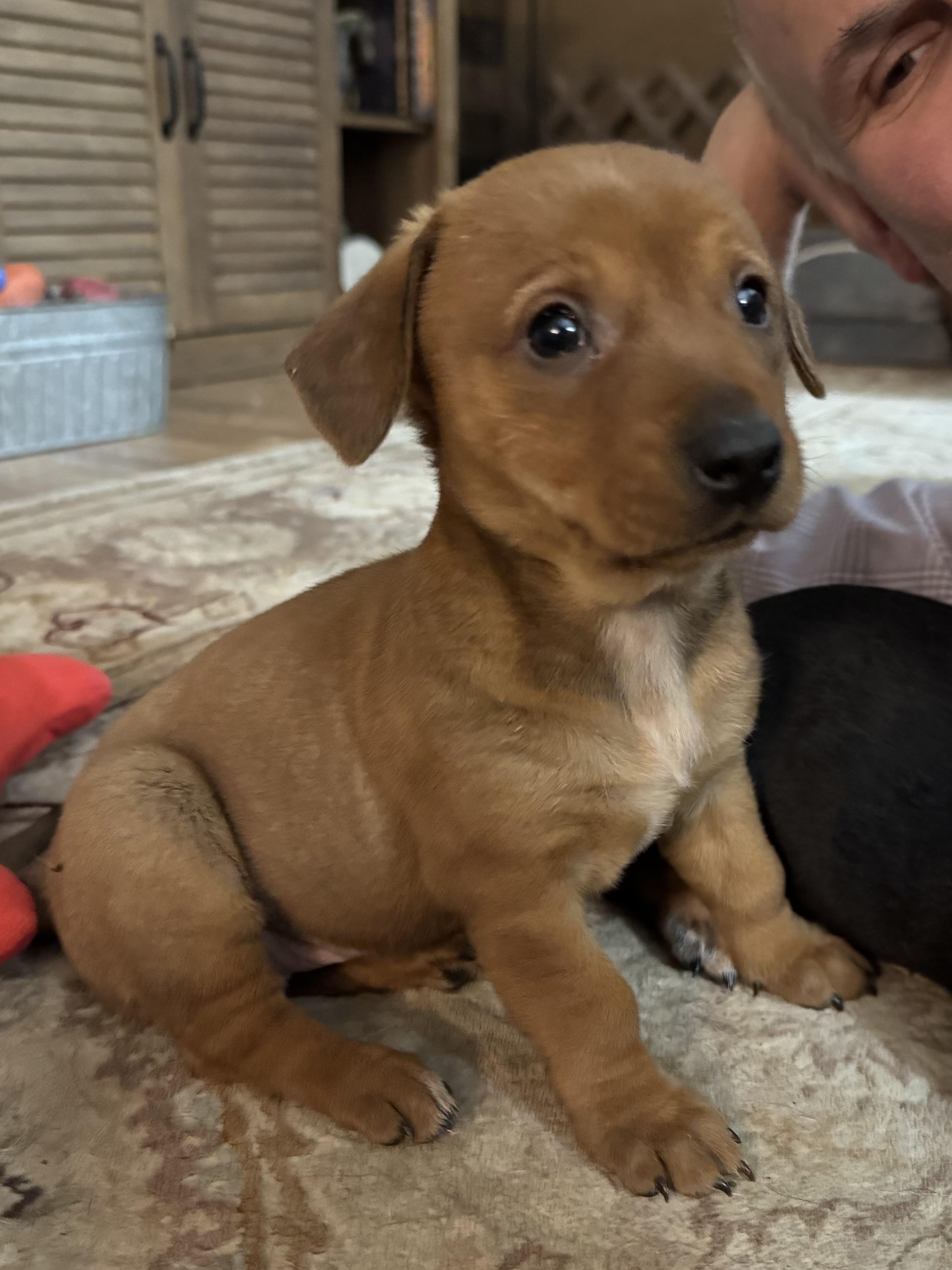 Dawn, ADOPTABLE, Puppy Female Dachshund & Corgi.