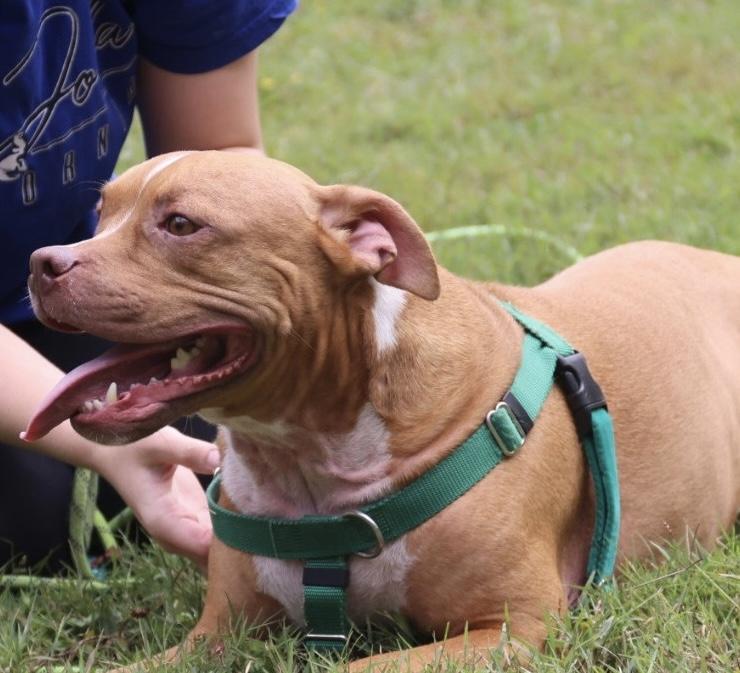 Noah, a Adoptable American Staffordshire Terrier image 4/6