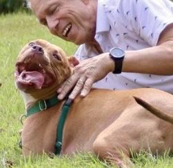 Noah, a Adoptable American Staffordshire Terrier image 1/6