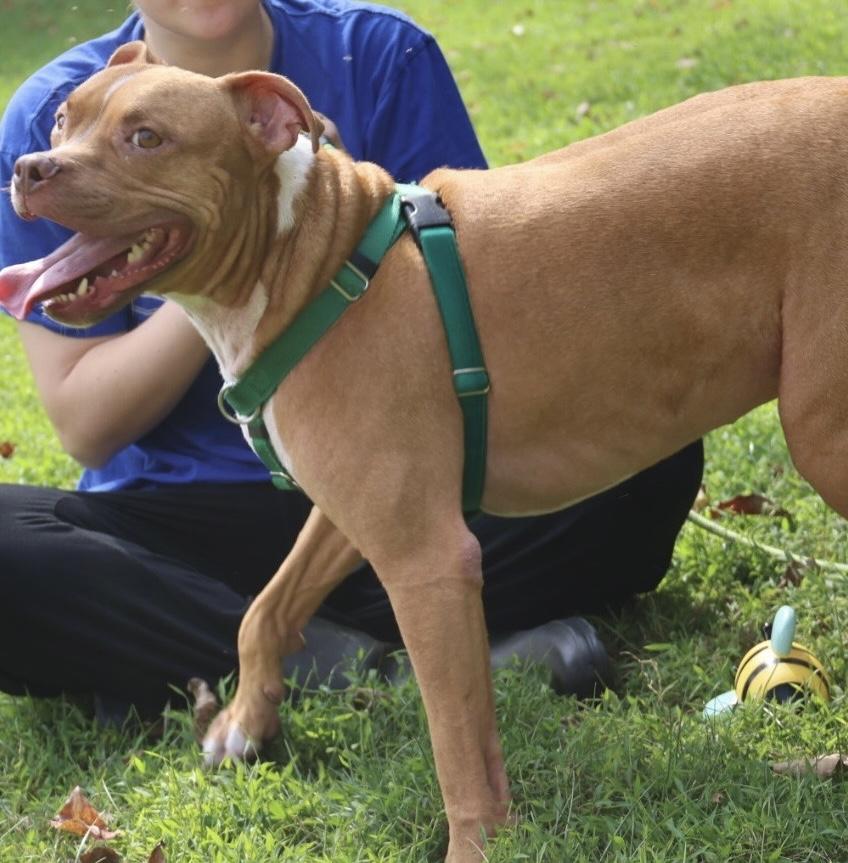 Noah, a Adoptable American Staffordshire Terrier image 5/6