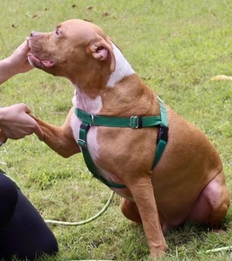 Noah, a Adoptable American Staffordshire Terrier image 3/6