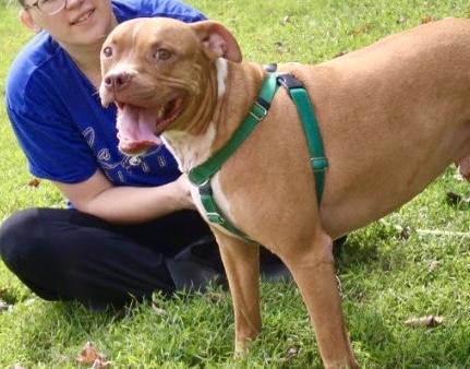 Noah, a Adoptable American Staffordshire Terrier image 6/6