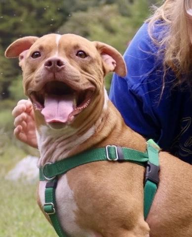 Noah, a Adoptable American Staffordshire Terrier image 2/6