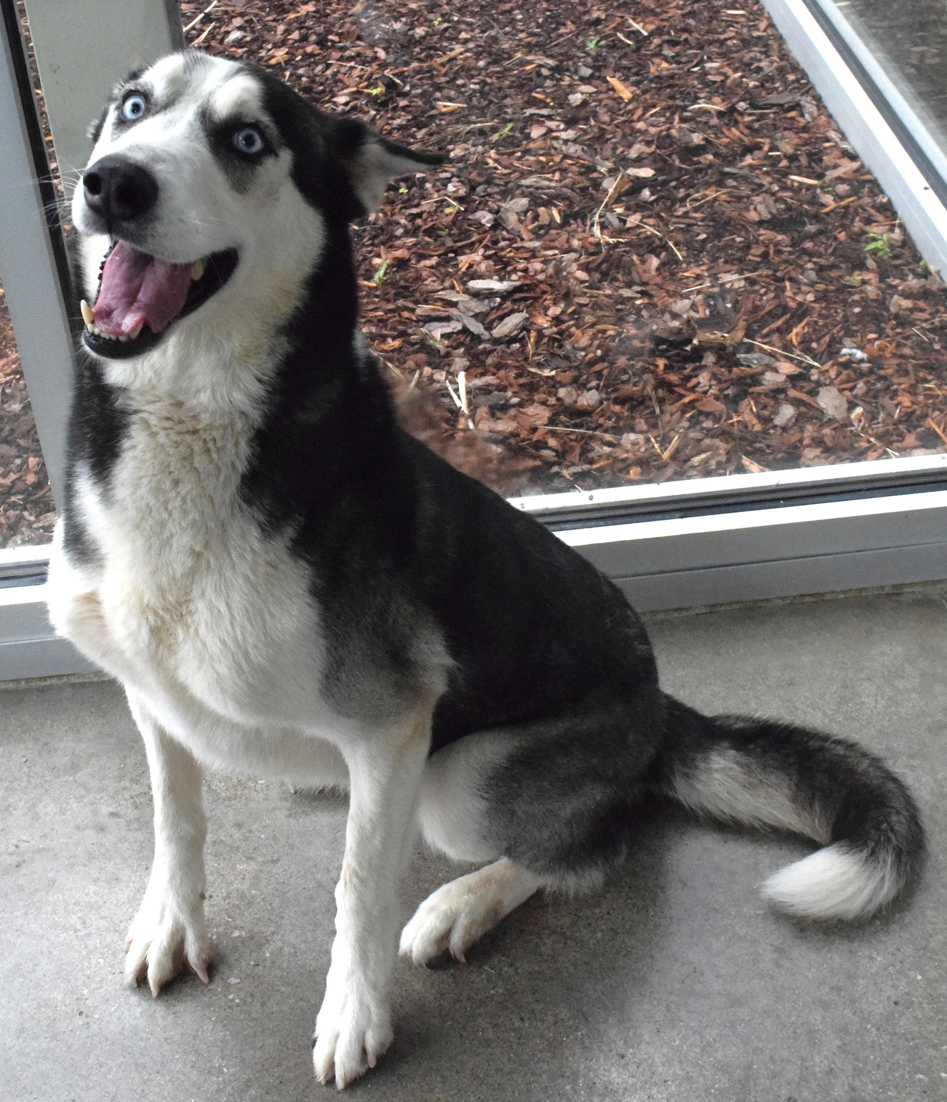 Enlarge 22274, a ADOPTABLE Husky in Broken Arrow, OK image 1/1