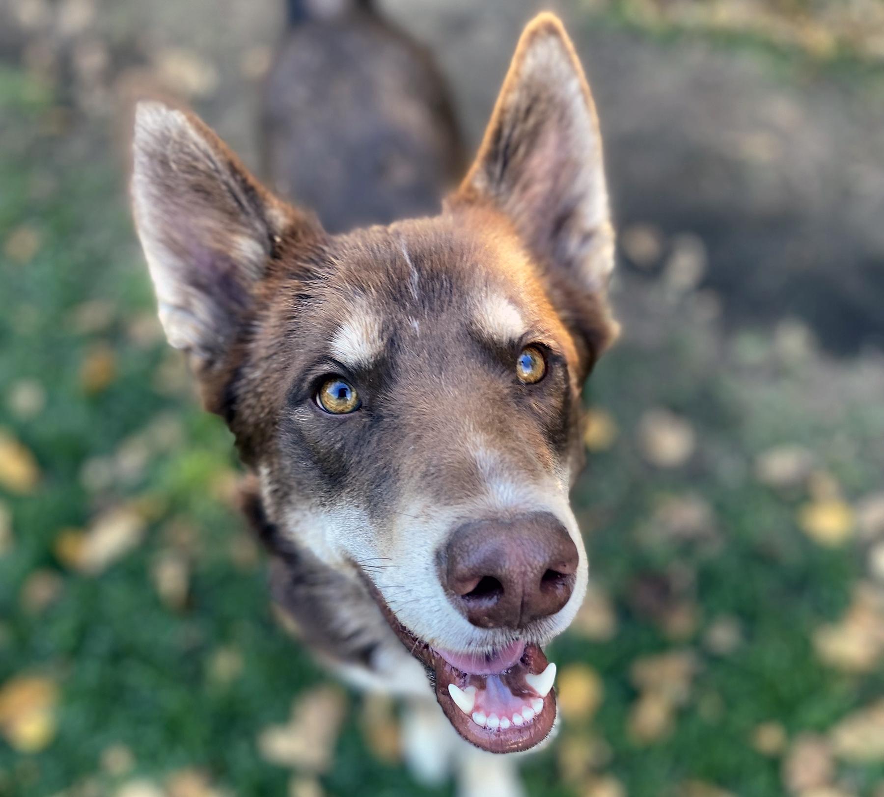 JORDI, Adoptable, Young Male Mixed Breed.