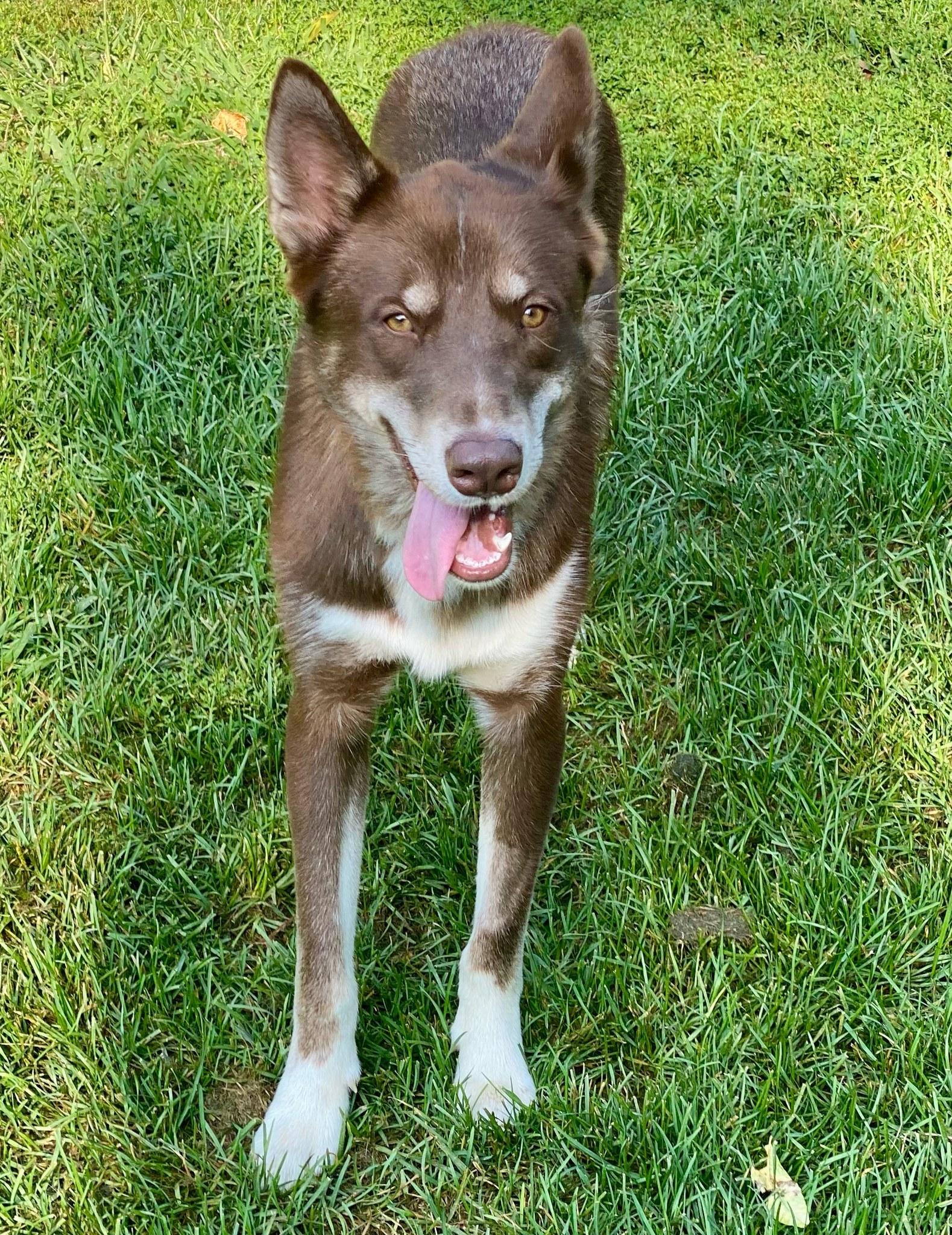JORDI, a Adoptable Mixed Breed in Montreal, QC image 4/4