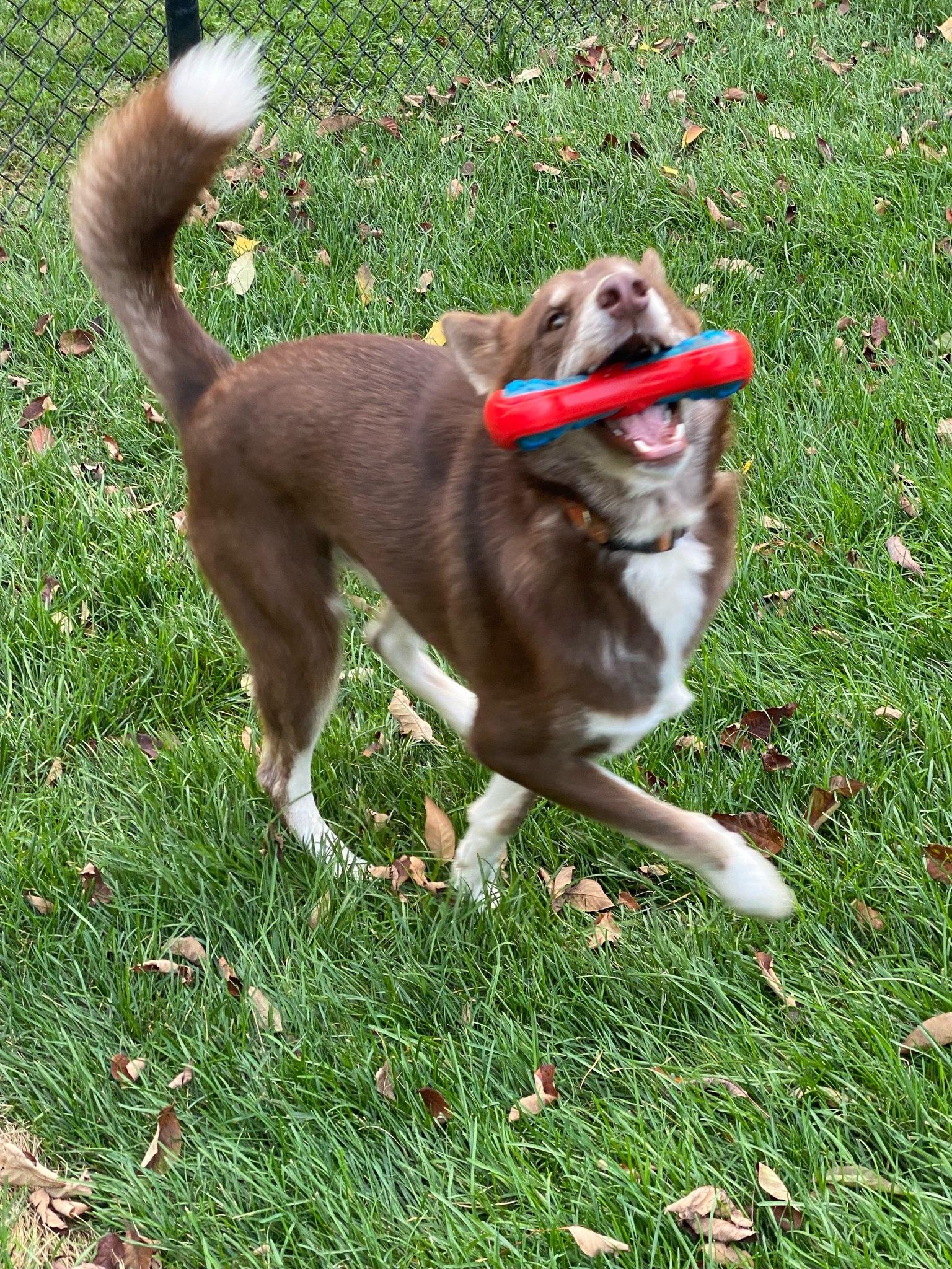 JORDI, a Adoptable Mixed Breed in Montreal, QC image 3/4