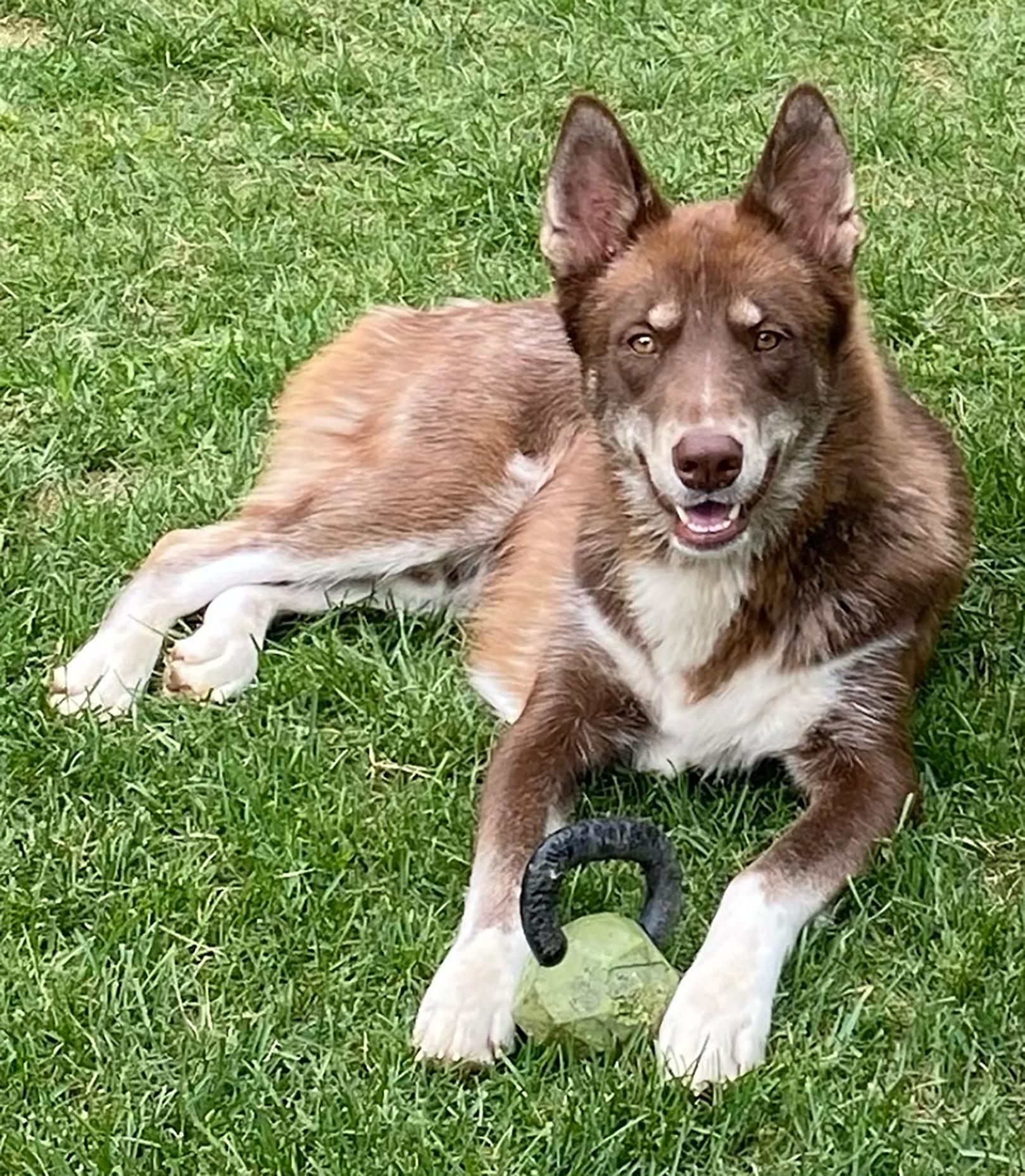JORDI, a Adoptable Mixed Breed in Montreal, QC image 2/4
