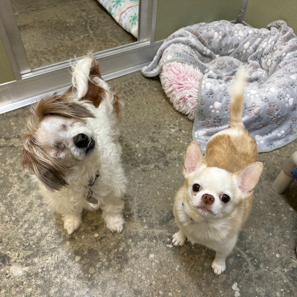 Mac, Adoptable, Senior Male Pekingese & Poodle.
