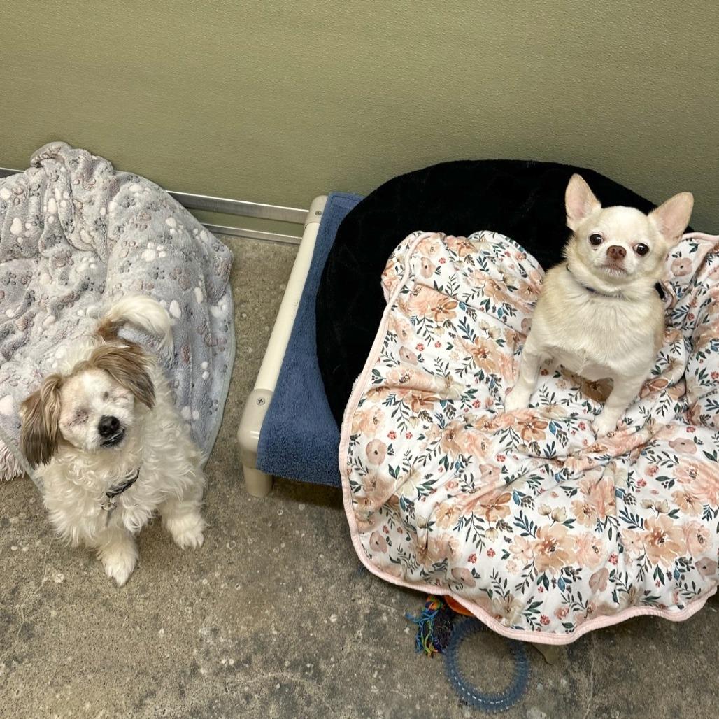 Enlarge Mac, a Adoptable mixed breed in Woodinville, WA image 2/4