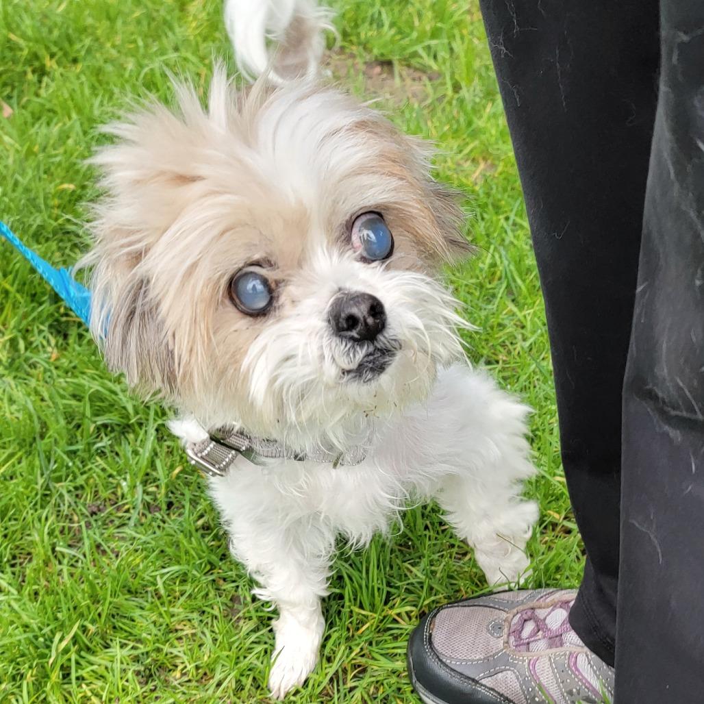 Enlarge Mac, a Adoptable mixed breed in Woodinville, WA image 2/5