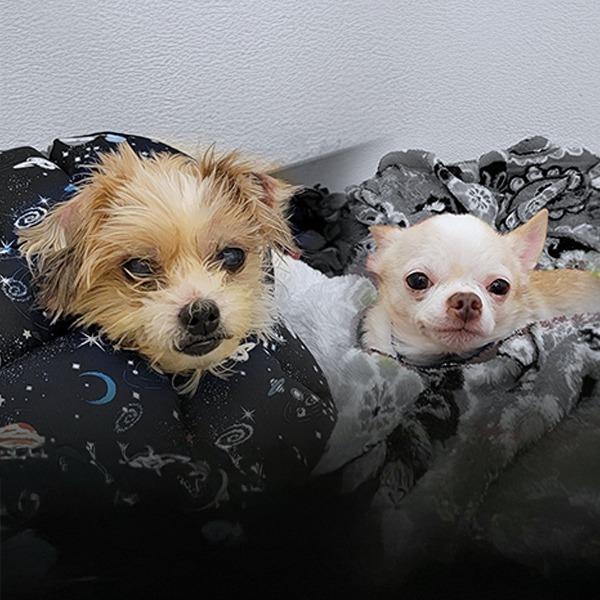 Mac, Adoptable, Senior Male Pekingese & Poodle.