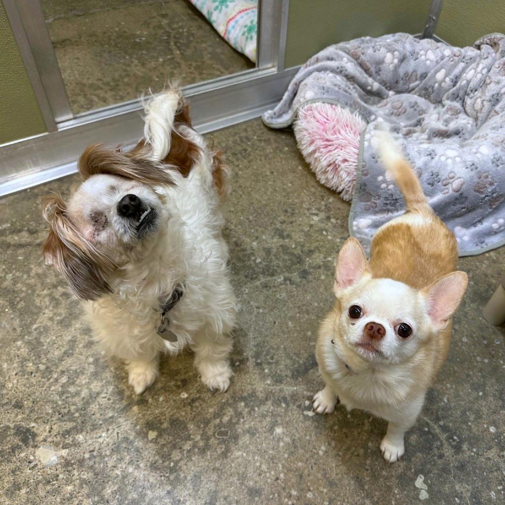 Enlarge Mac, a Adoptable mixed breed in Woodinville, WA image 3/4