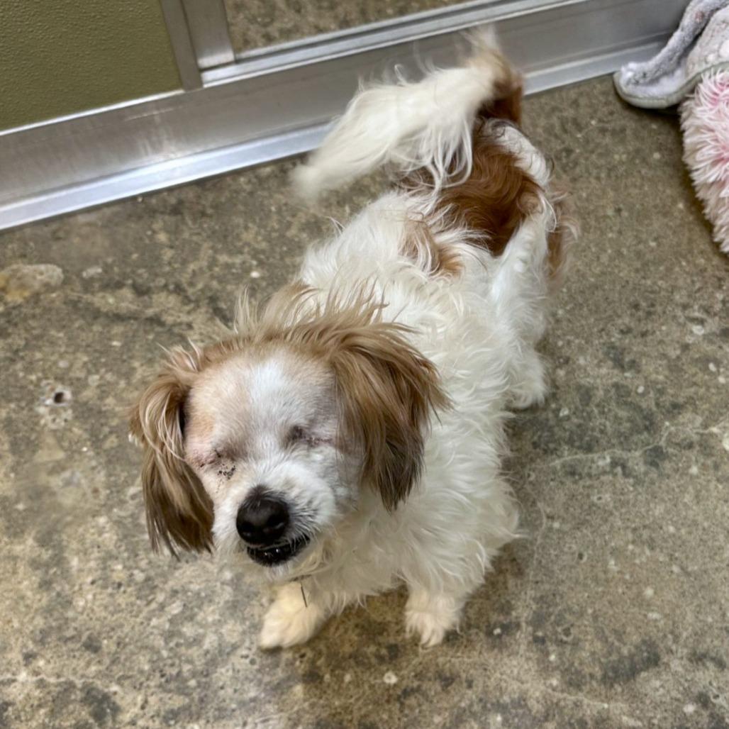 Enlarge Mac, a Adoptable mixed breed in Woodinville, WA image 4/4