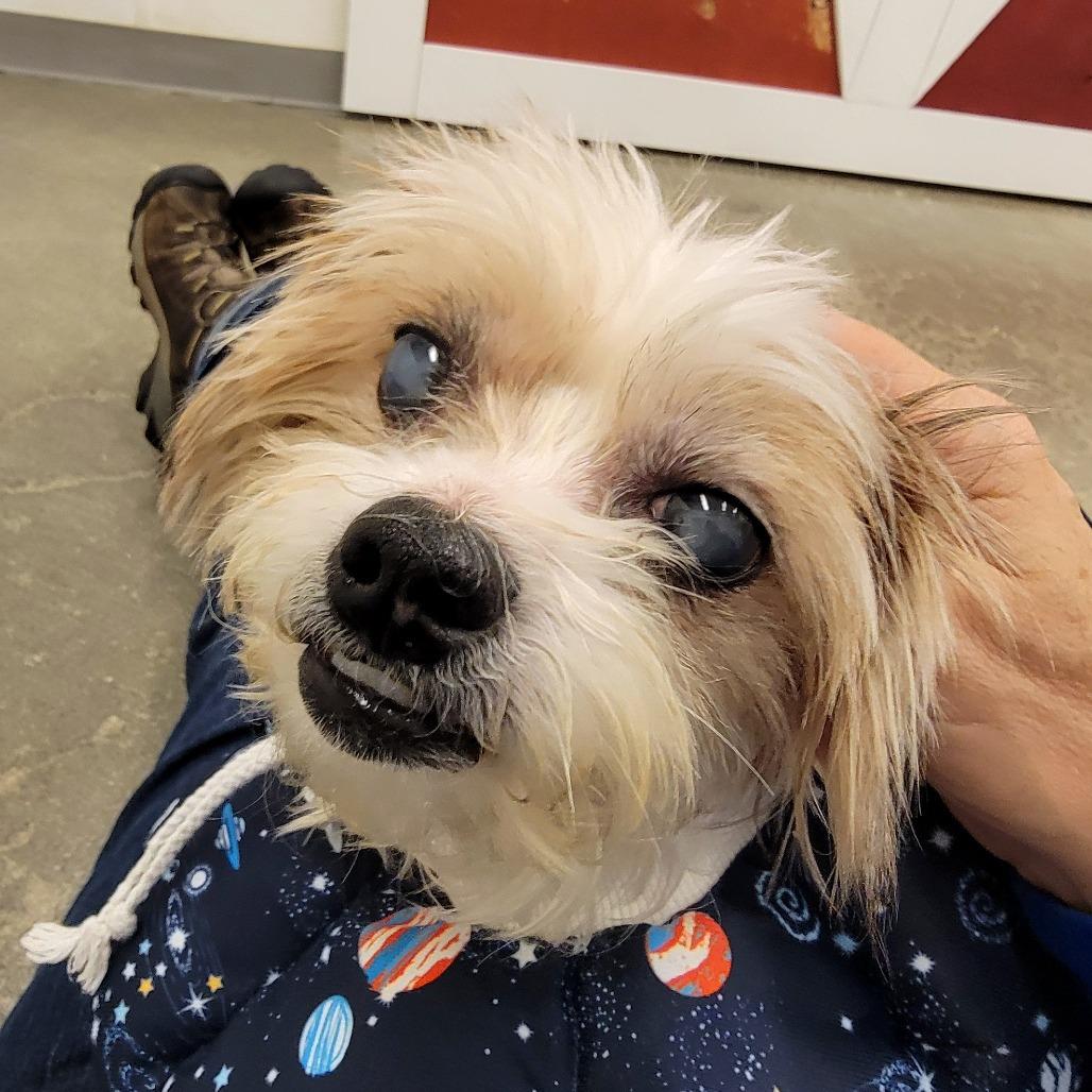 Enlarge Mac, a Adoptable mixed breed in Woodinville, WA image 4/5