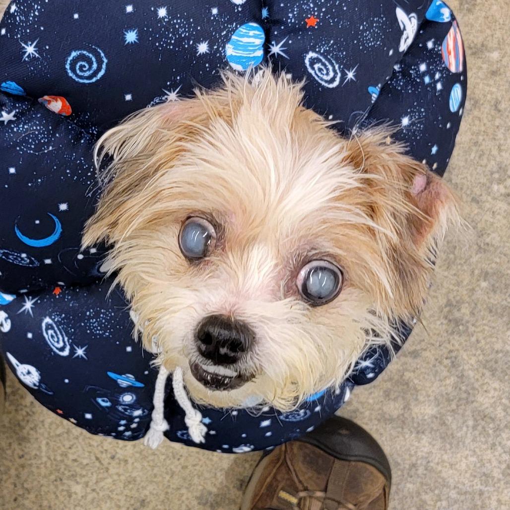 Enlarge Mac, a Adoptable mixed breed in Woodinville, WA image 5/5