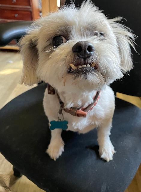 Enlarge Deuce, a ADOPTABLE Shih Tzu in Memphis, TN image 1/5