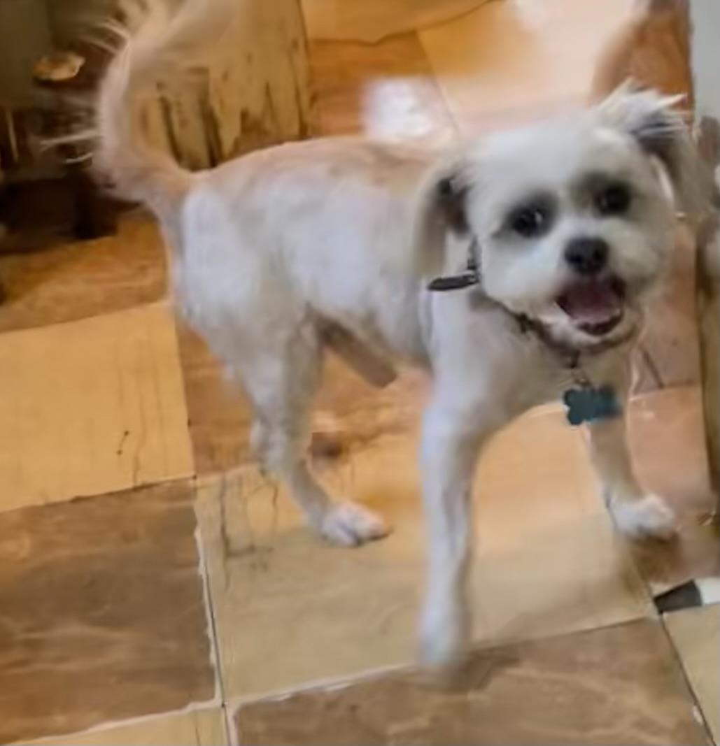 Enlarge Deuce, a ADOPTABLE Shih Tzu in Memphis, TN image 4/5