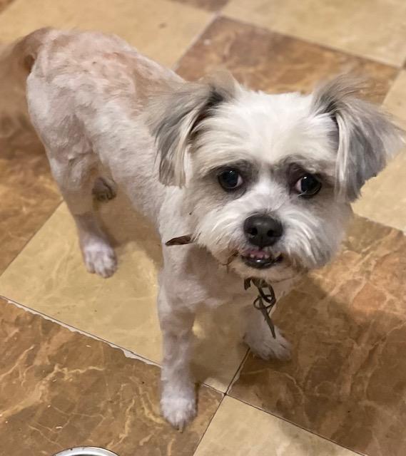 Enlarge Deuce, a ADOPTABLE Shih Tzu in Memphis, TN image 5/5