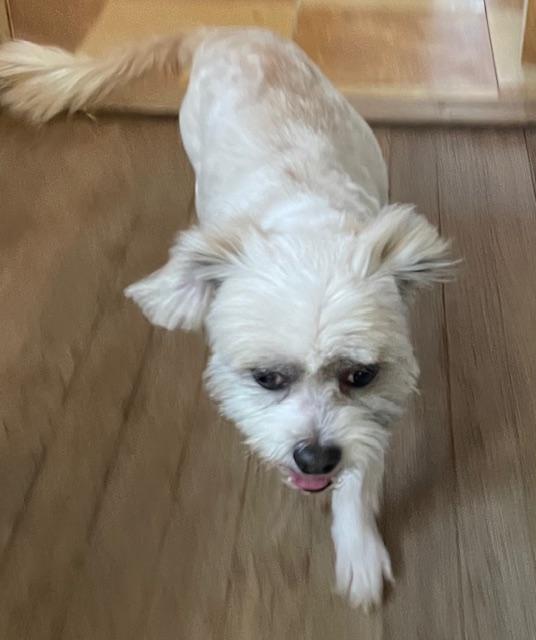 Enlarge Deuce, a ADOPTABLE Shih Tzu in Memphis, TN image 2/5