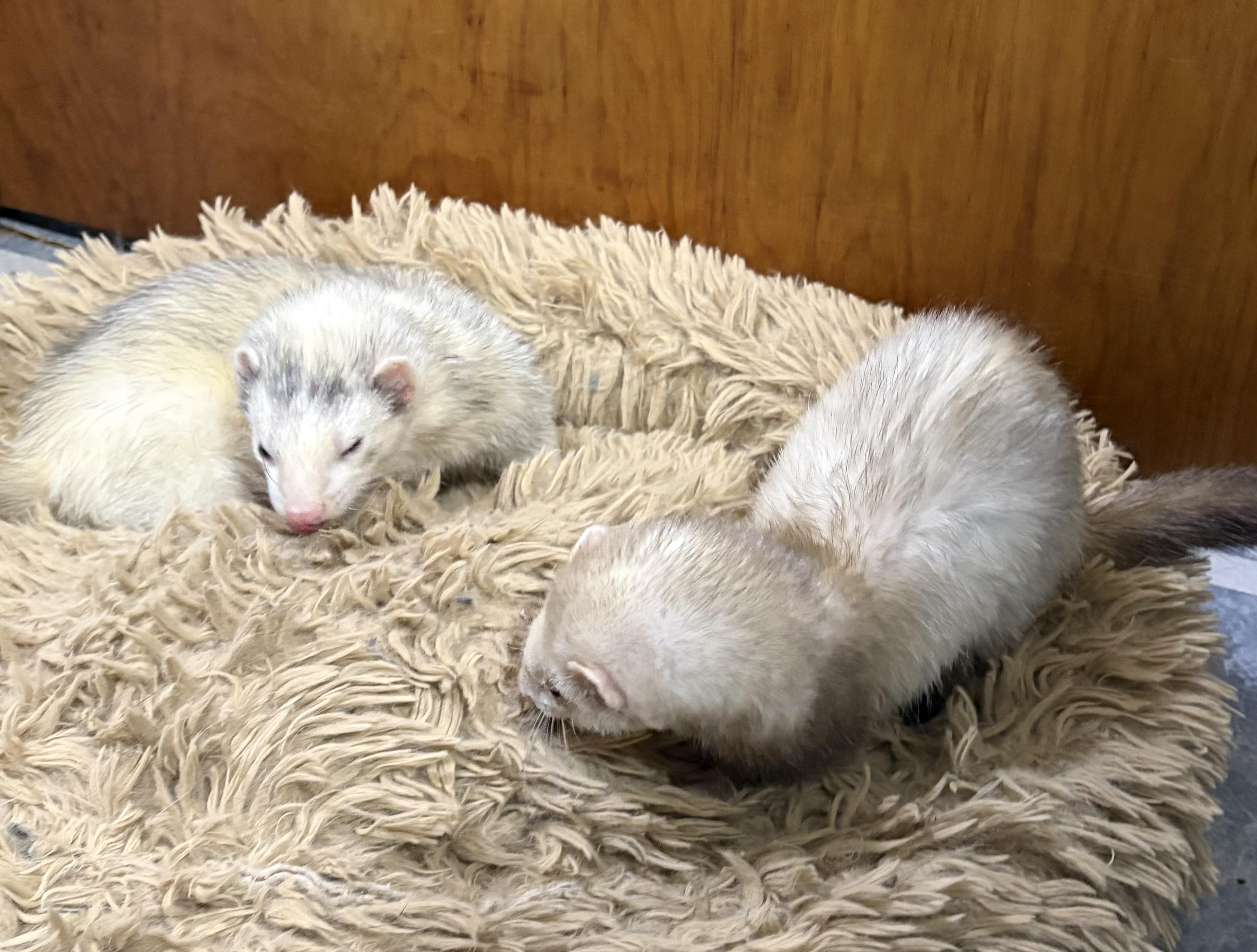 Enlarge Cinnamon AND Skinky, a ADOPTABLE Ferret in Grand Rapids, MI image 2/2