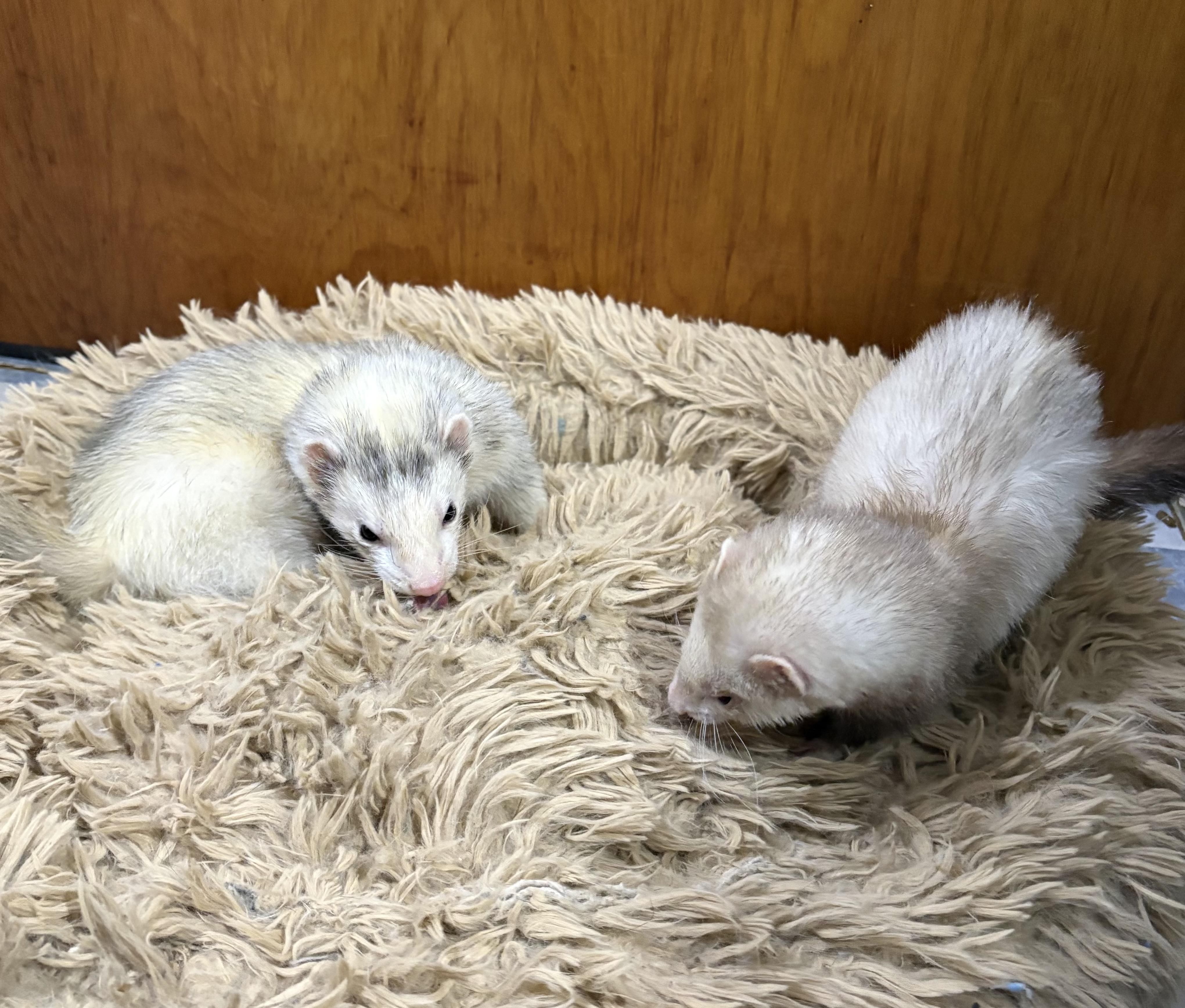 Enlarge Cinnamon AND Skinky, a ADOPTABLE Ferret in Grand Rapids, MI image 1/2