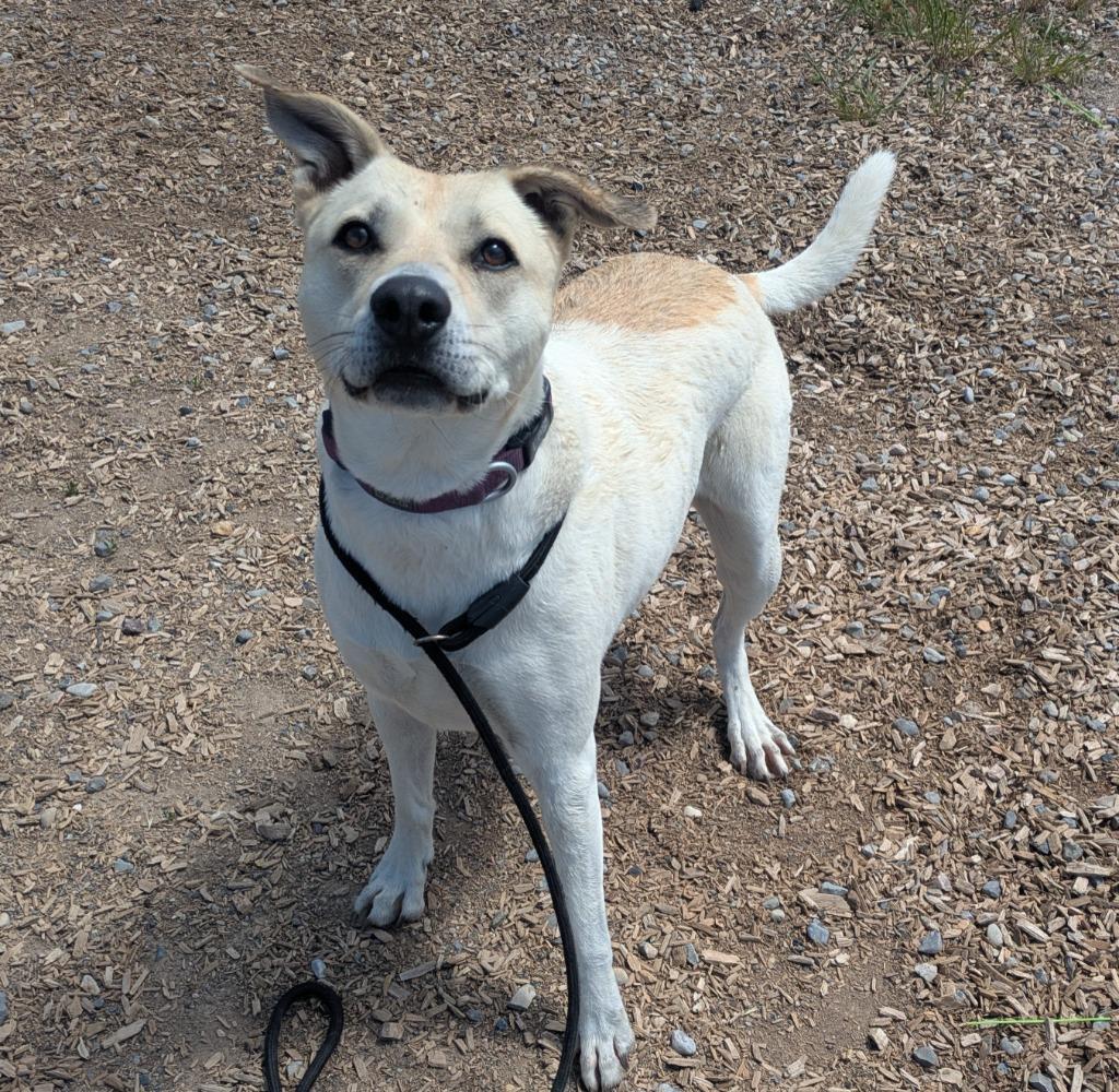 Dot (Freya), Adoptable, Adult Female Labrador Retriever.