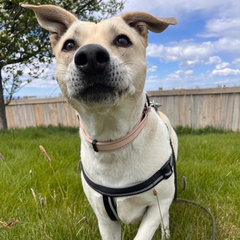 Dot (Freya), a Adoptable mixed breed in Logan, UT image 2/2