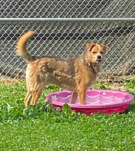 Enlarge Buddy Blue Eye, a Adoptable mixed breed in Point Pleasant, WV image 2/3