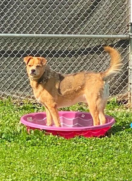 Buddy Blue Eye, Adoptable, Adult Male Mixed Breed.