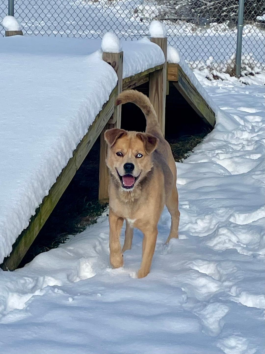 Buddy Blue Eye, ADOPTABLE, Adult Male Mixed Breed.