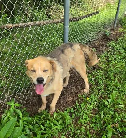 Enlarge Buddy Blue Eye, a Adoptable mixed breed in Point Pleasant, WV image 3/3