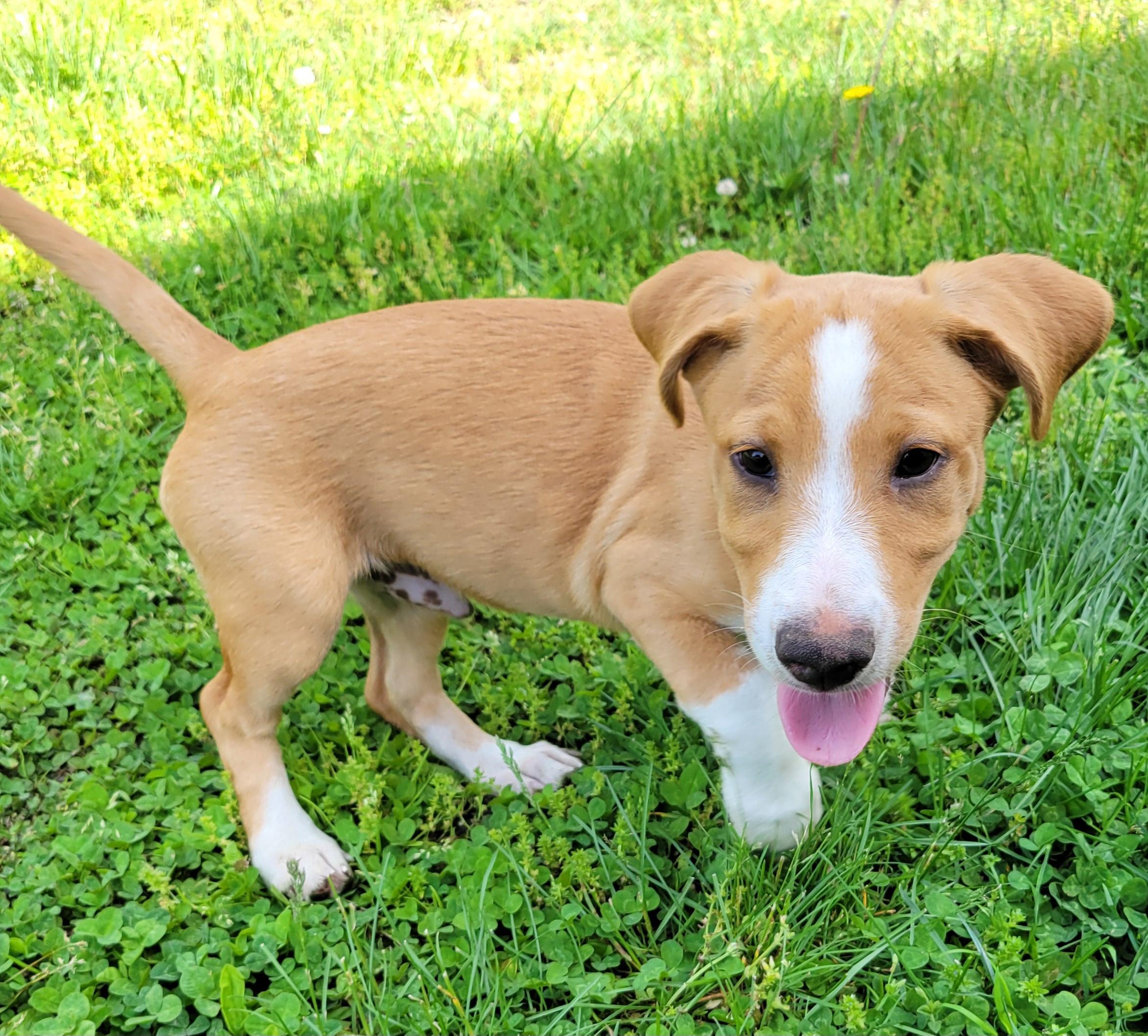 Enlarge Thaddeus, an adopted mixed breed in Elwood, NJ image 3/3